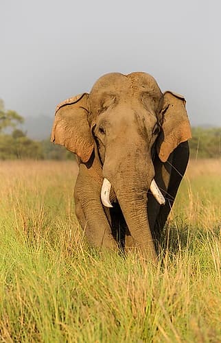 Musth Asian Elephant in the grassland-Corbett National Park-India Art Print